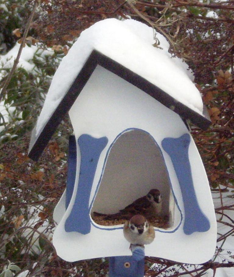 hier geht's zum Vogelhausbau